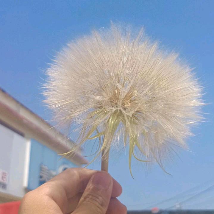 蒙阴蜜桃（首播筹备中）