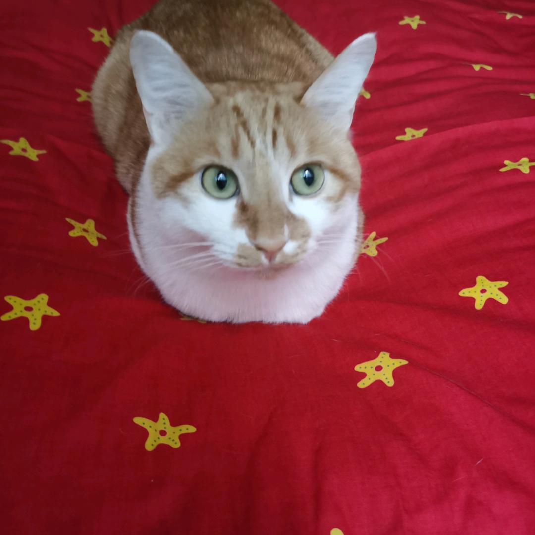 不发胖只发财