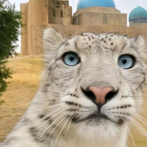 三脚猫