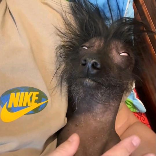 捣戈