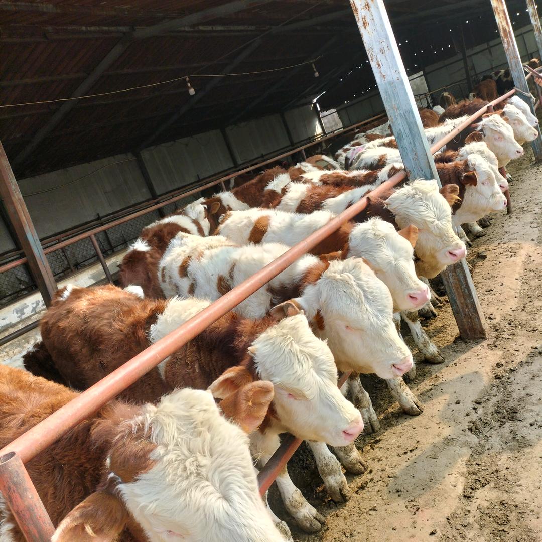 郓城大型养牛场