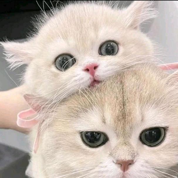 老池（唐诡请速更版）