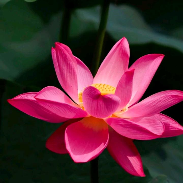 花开䈏贵