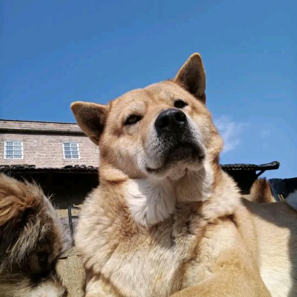 田园犬主理人