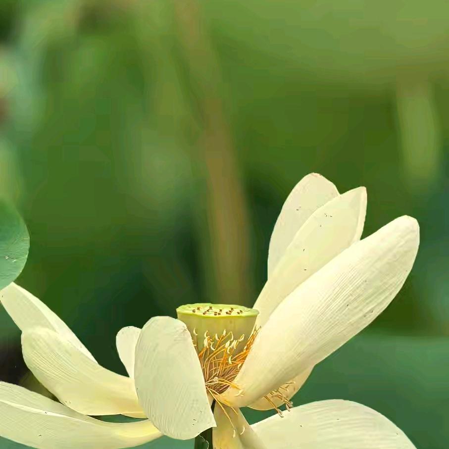 梦之沃土