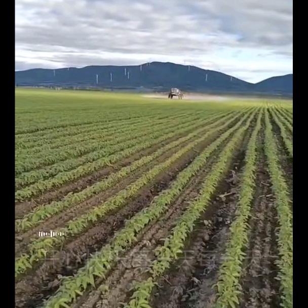 福来合作社_大刚