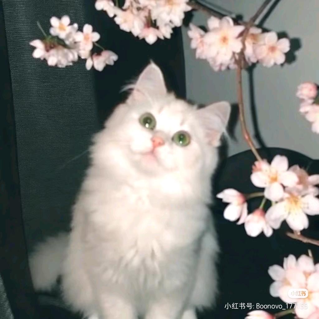 小不点，