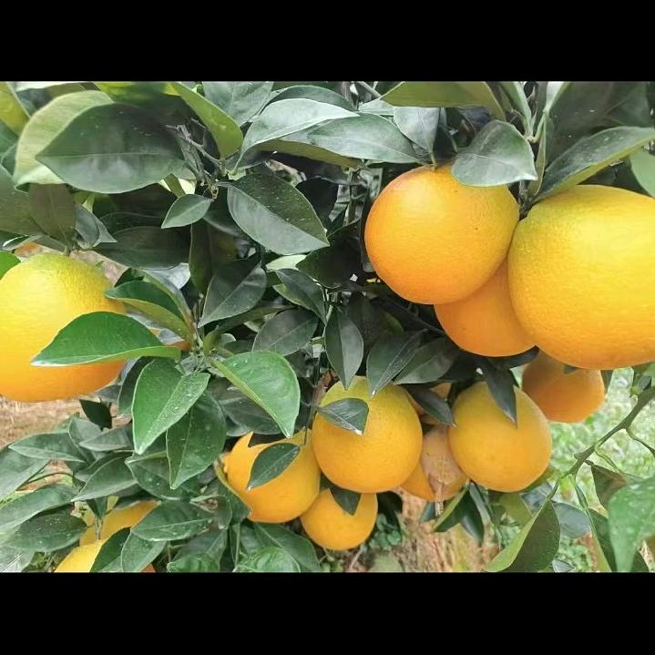 兰妞～赣南脐橙