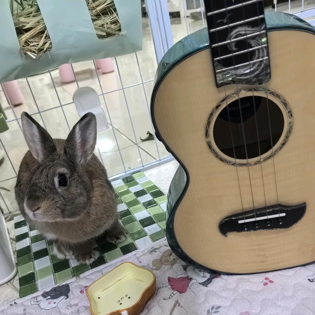 懒鱼的尤克里里