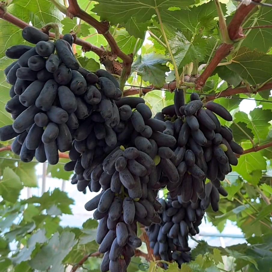 葡光园葡萄采摘园官方号