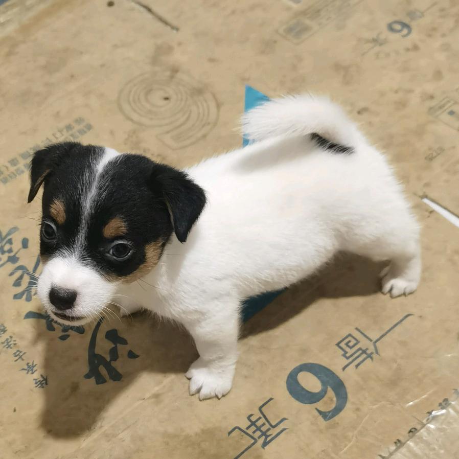 零叁幺九【杰克罗素】