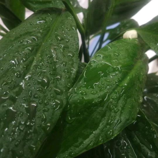 🍀习惯有你💕