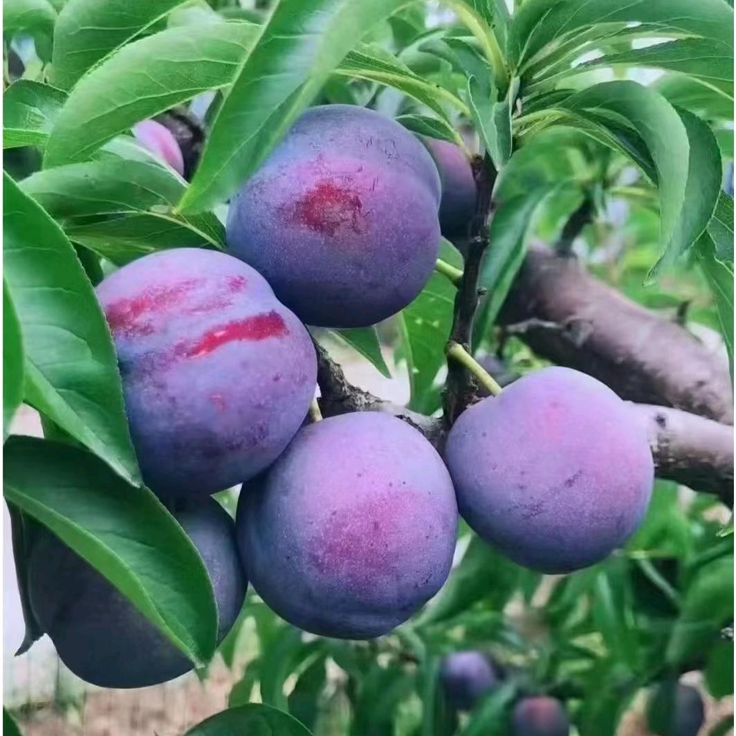 四川脆红李小脆红脱骨李