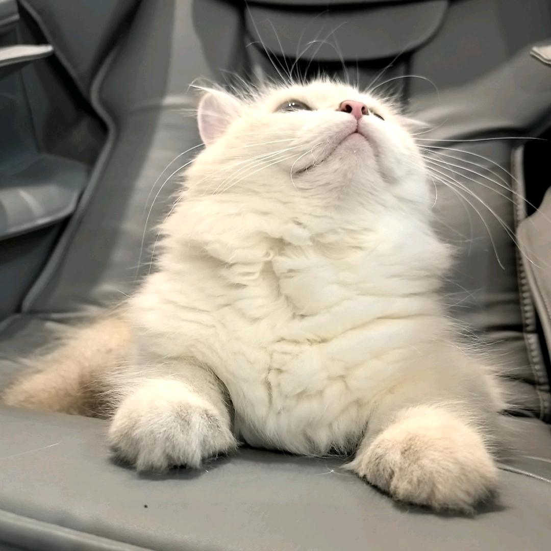 大校车