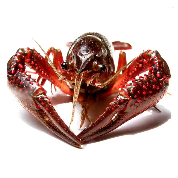 东莞农鲜水产批发商行