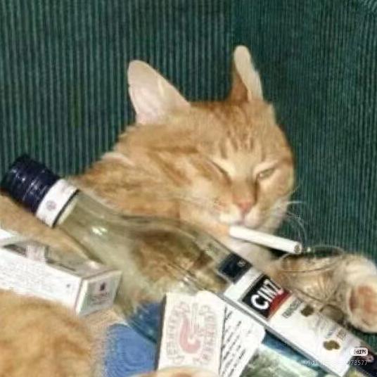 бродячий кот🐱