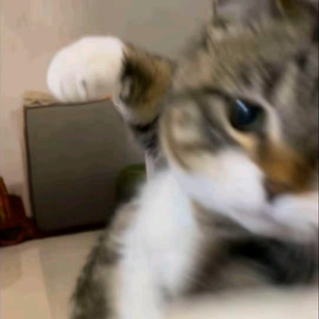 社长熊