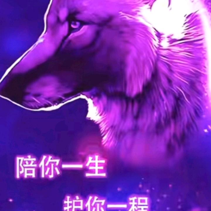 狼行天下
