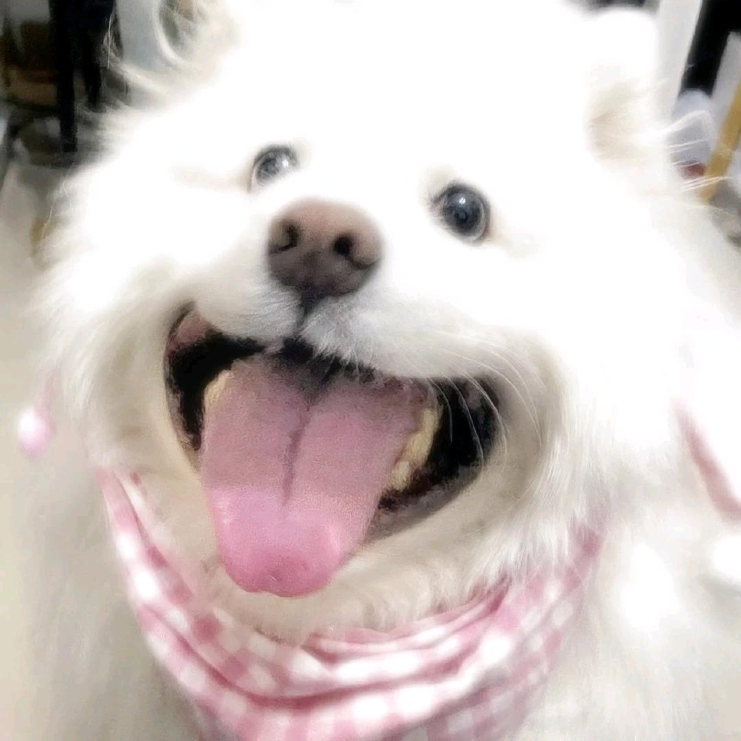 吃不起香菜