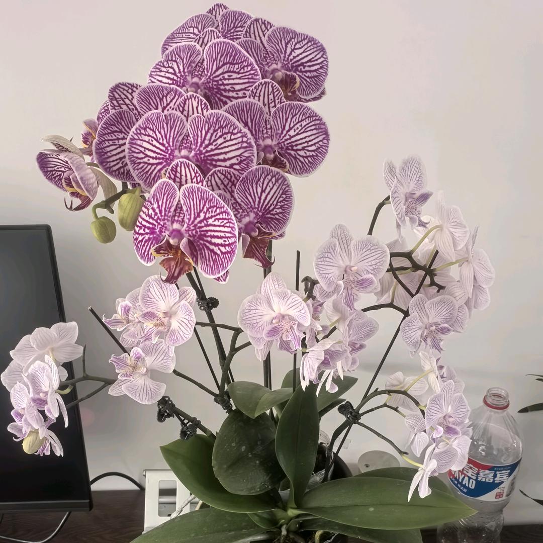 毛豆妈