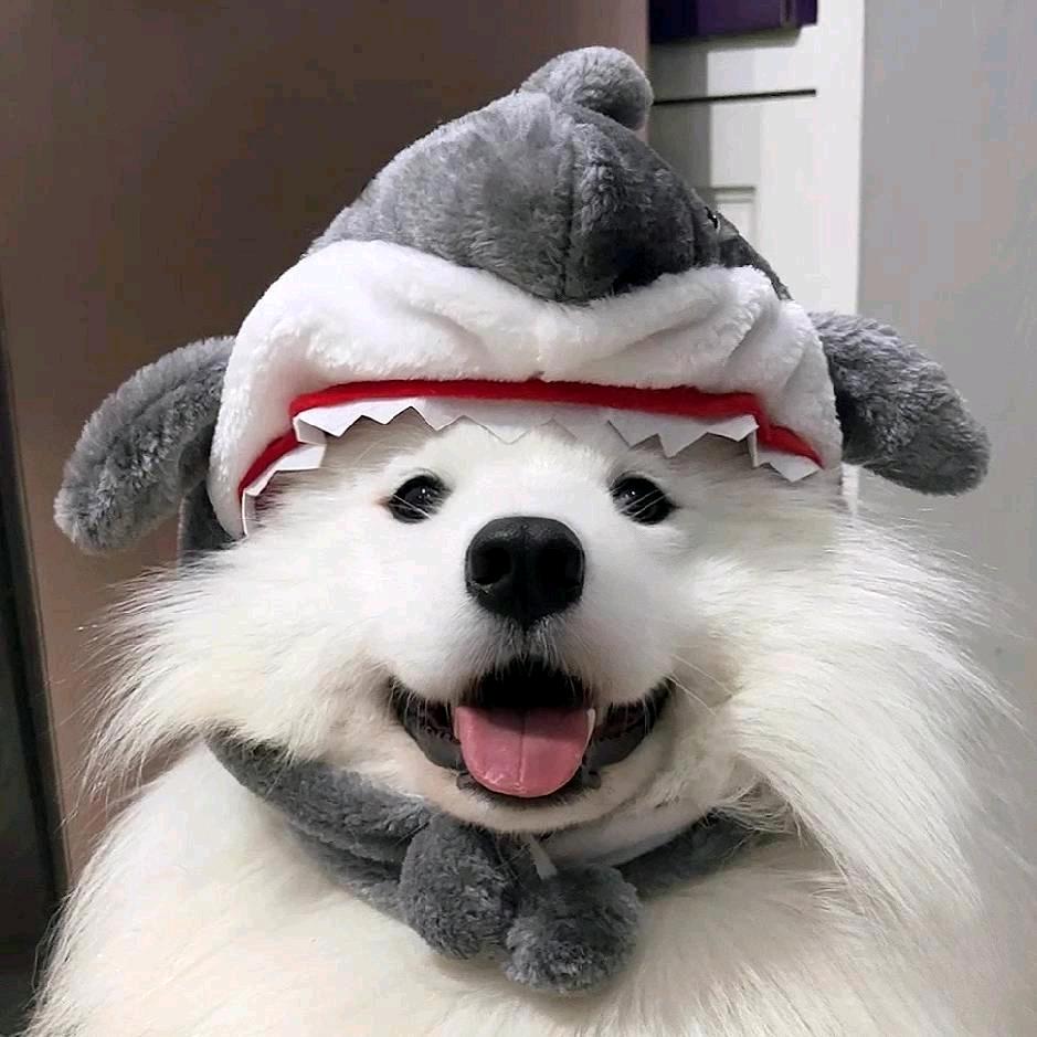 胖头鱼