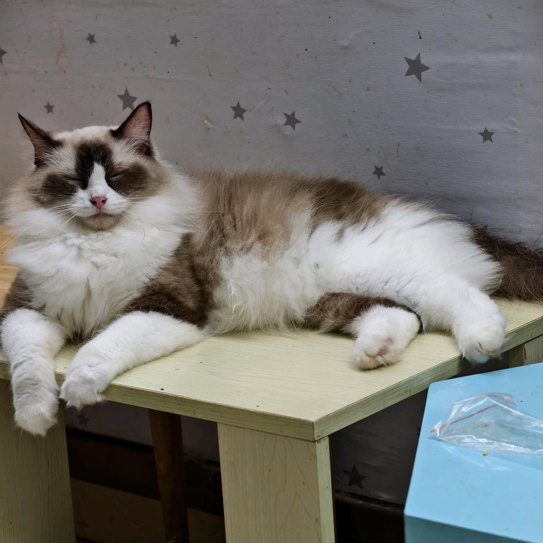 ( *・ω・)✄╰ひ╯