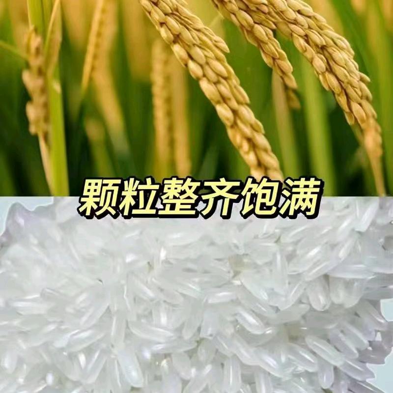 稻花香2号（五常大米）