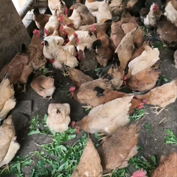 卖衣服卖乡里土鸡的靓靓