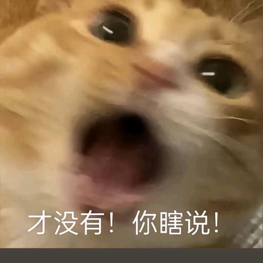 烟花猫