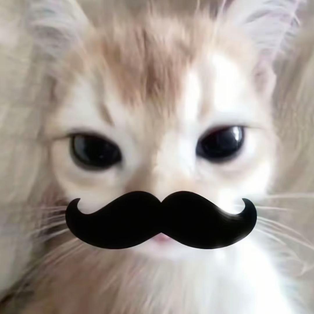 喵喵喵猫猫大王