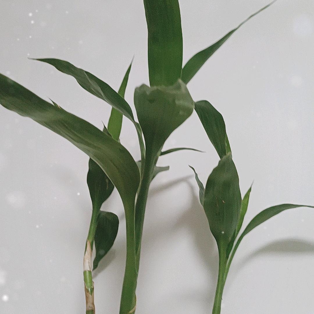 大气