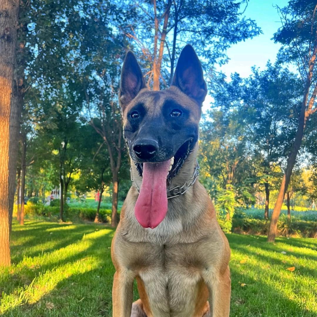 马犬---黑豹