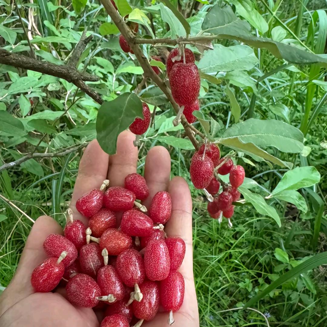 "菜""吃羊咪咪不？