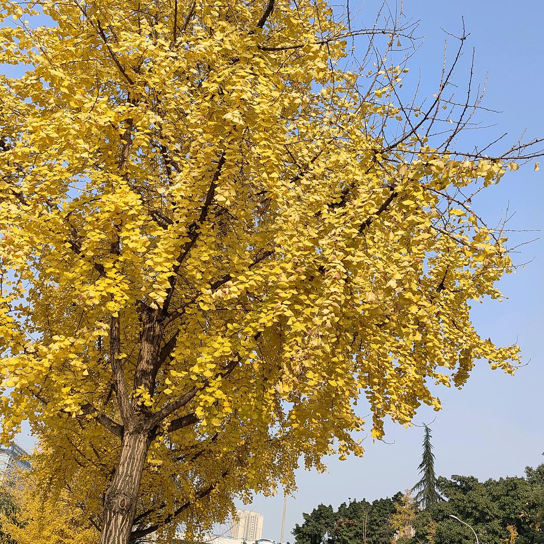 重庆绽放美甲美睫