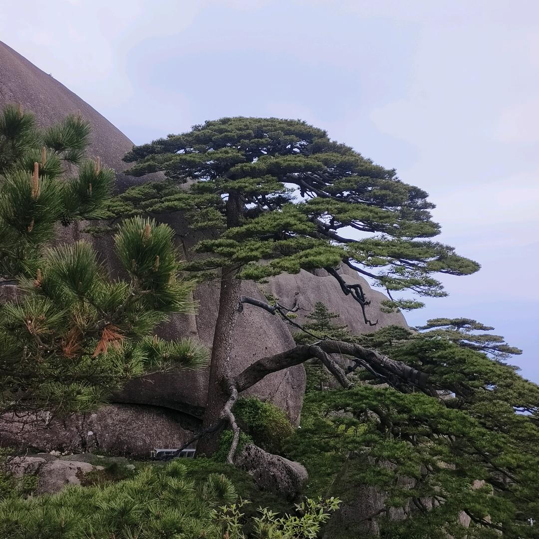 叶荣華
