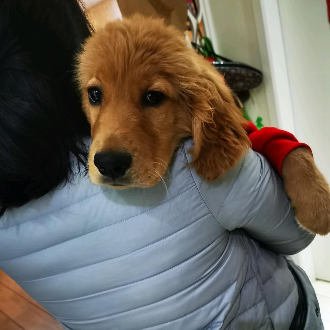 我是惠惠子