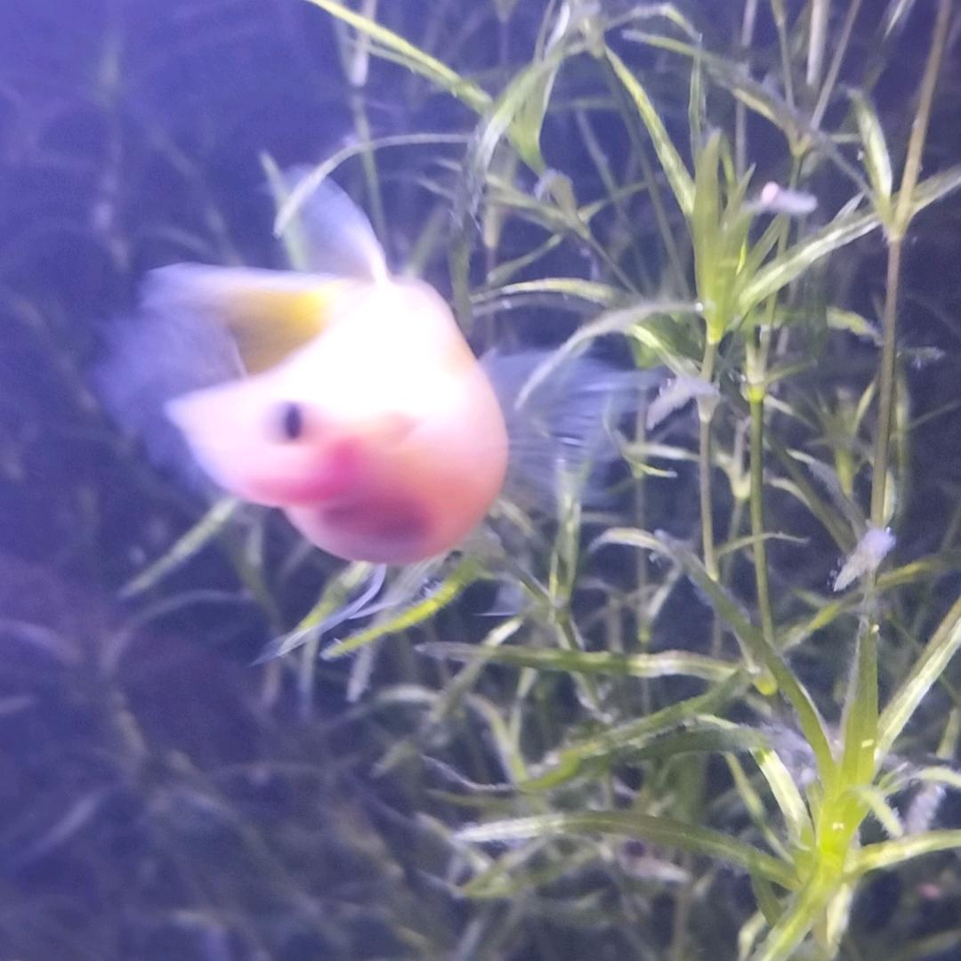 只有余生笑不为往事忧81822