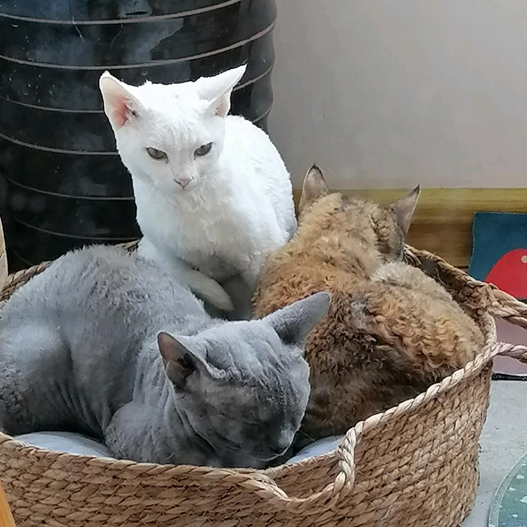 小草…悠闲小喵