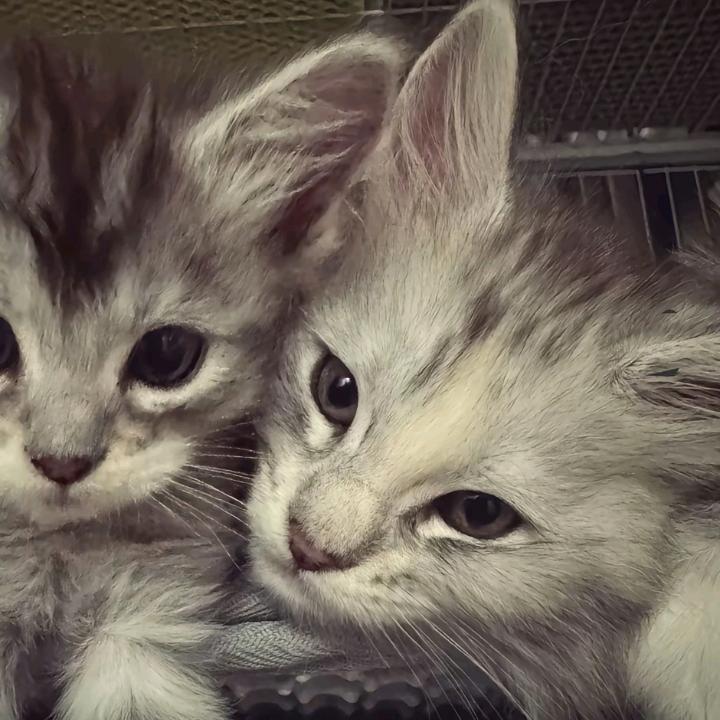 牛角包重度依赖温然学长🥐