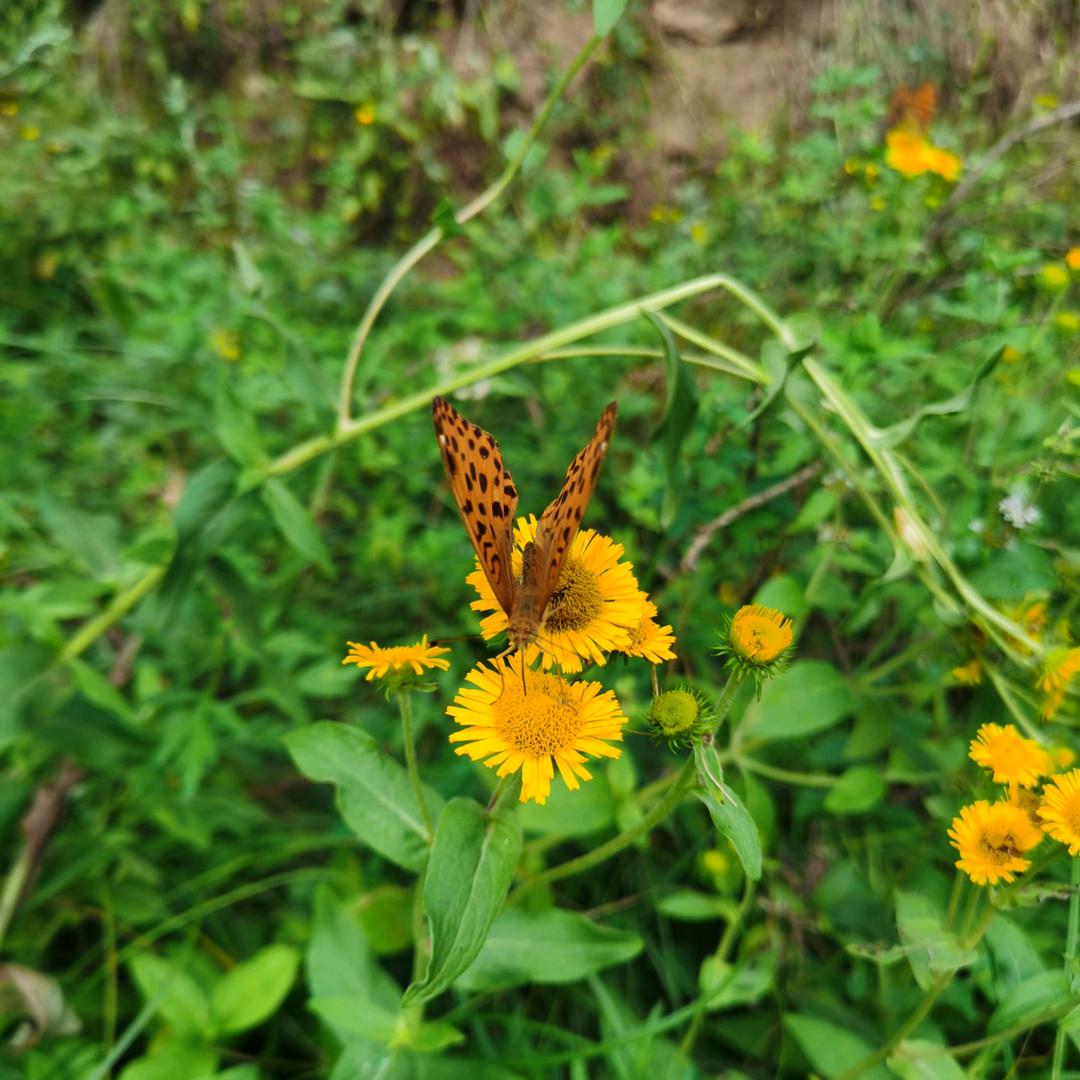 番茄不炒蛋（互关涨粉）