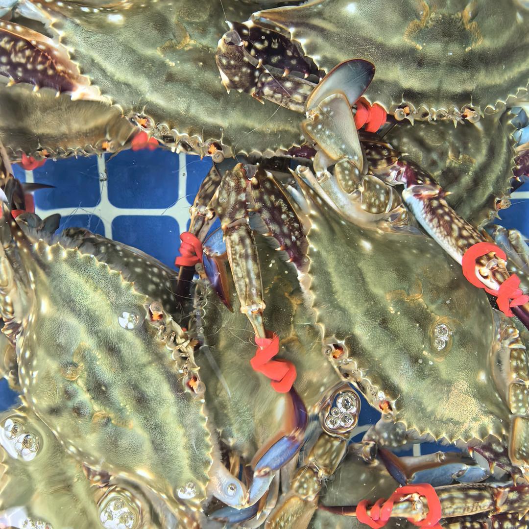 海鲜工程师水产店