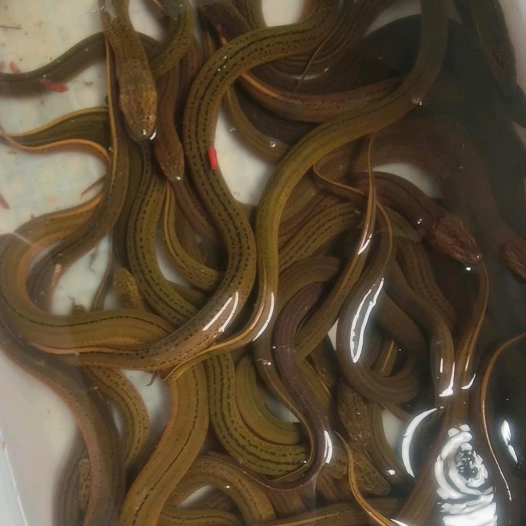 鳝鱼王子