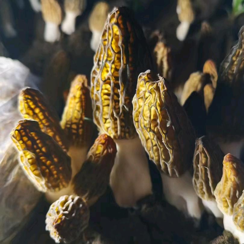 康乐甄选羊肚菌686