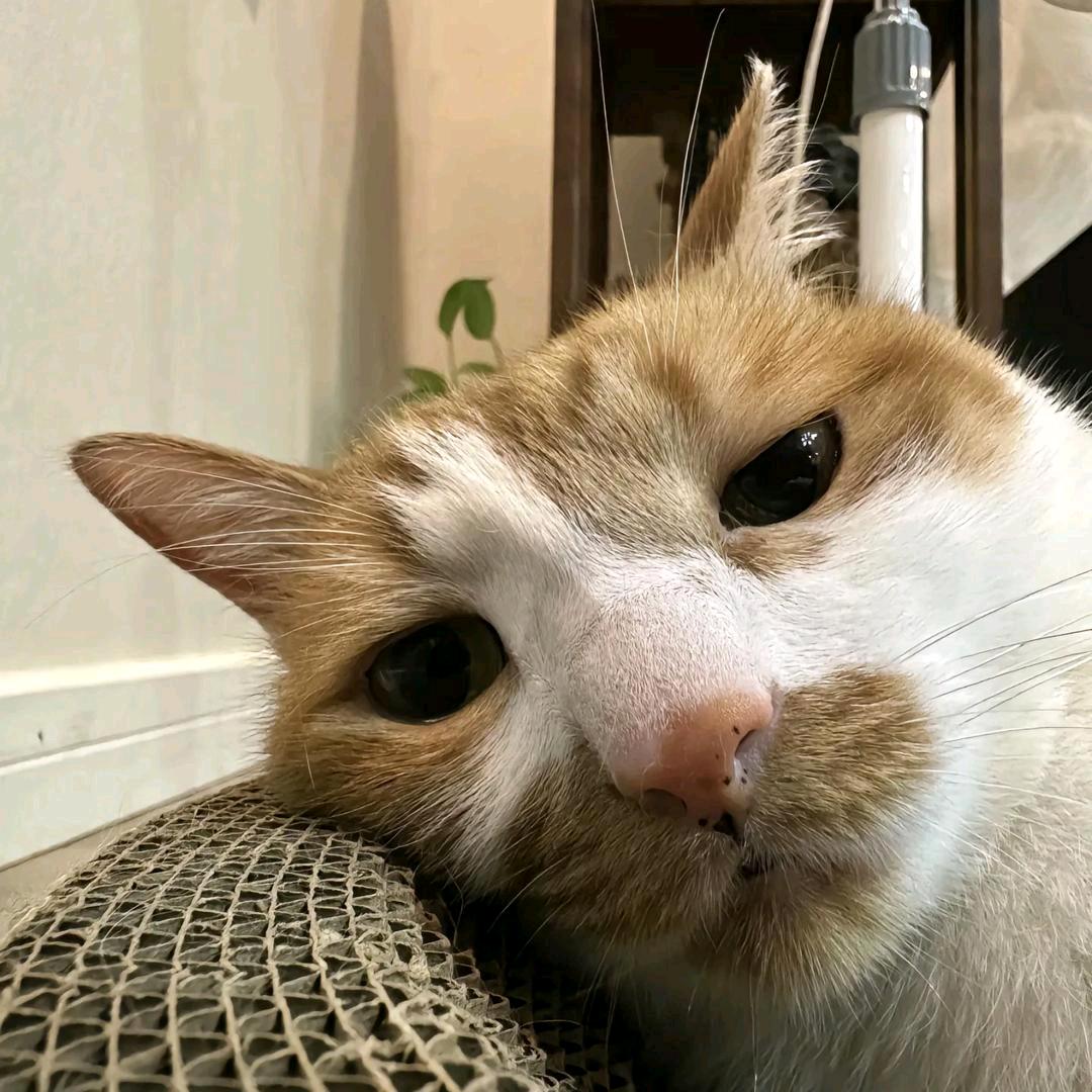 炸酱面