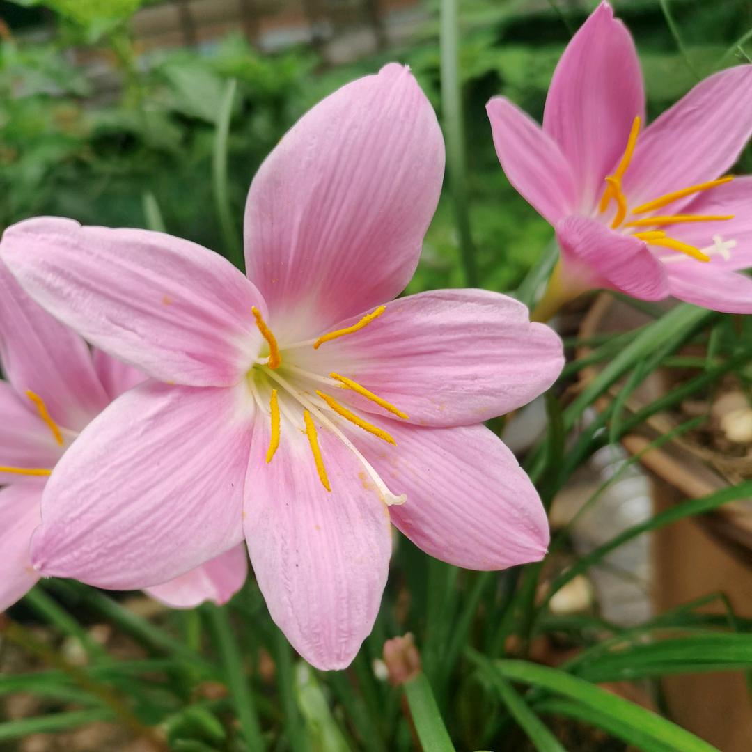 三姐，请勿连赞