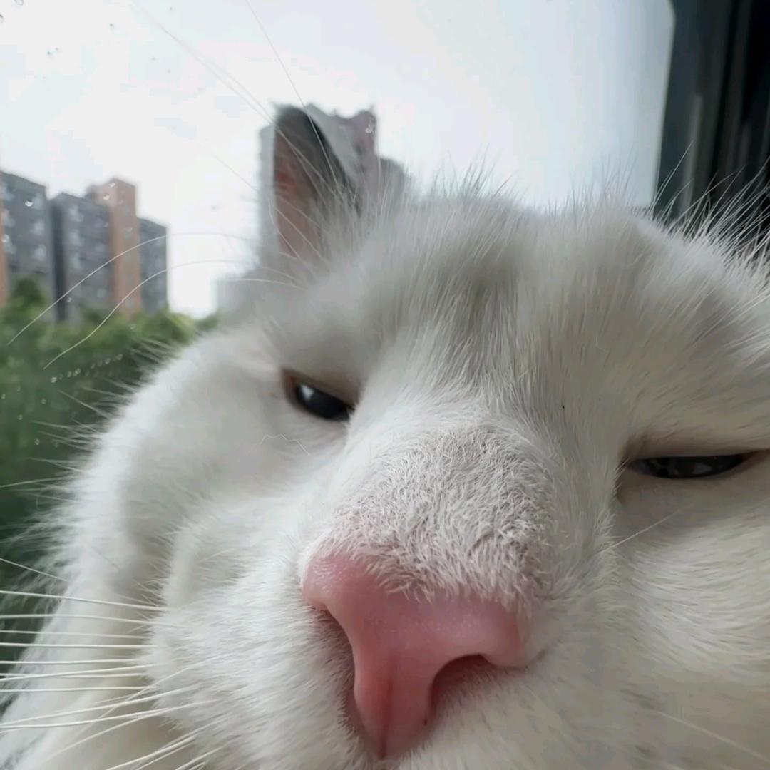 水月镜花