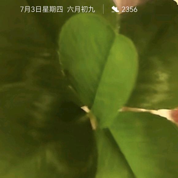 四月天