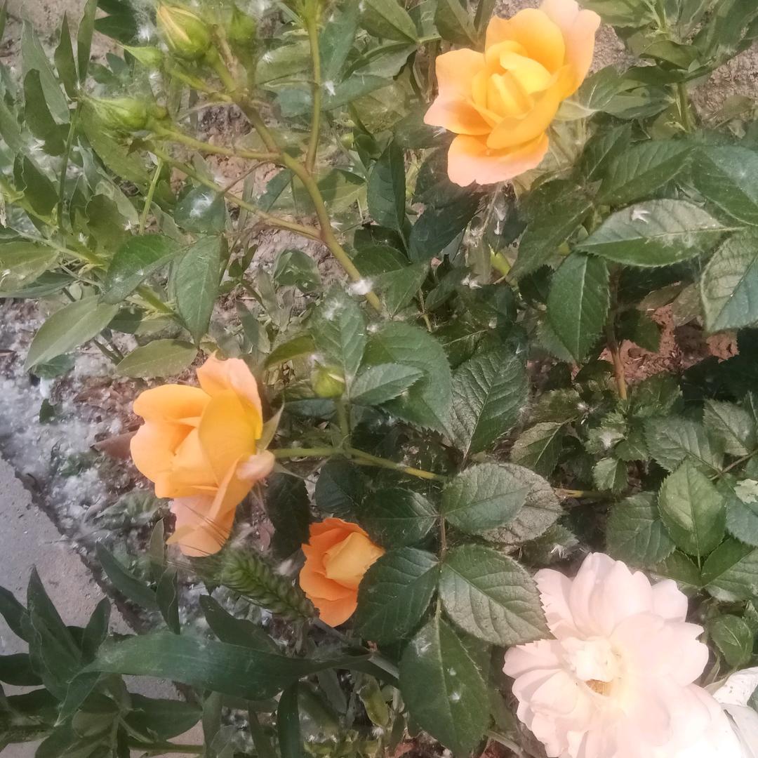 雪花飘
