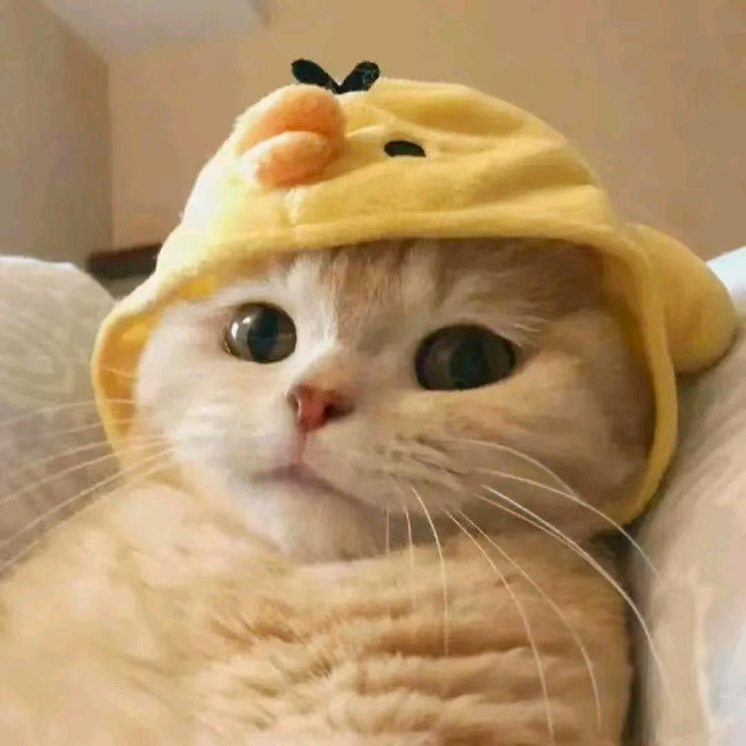 小猫帝弟