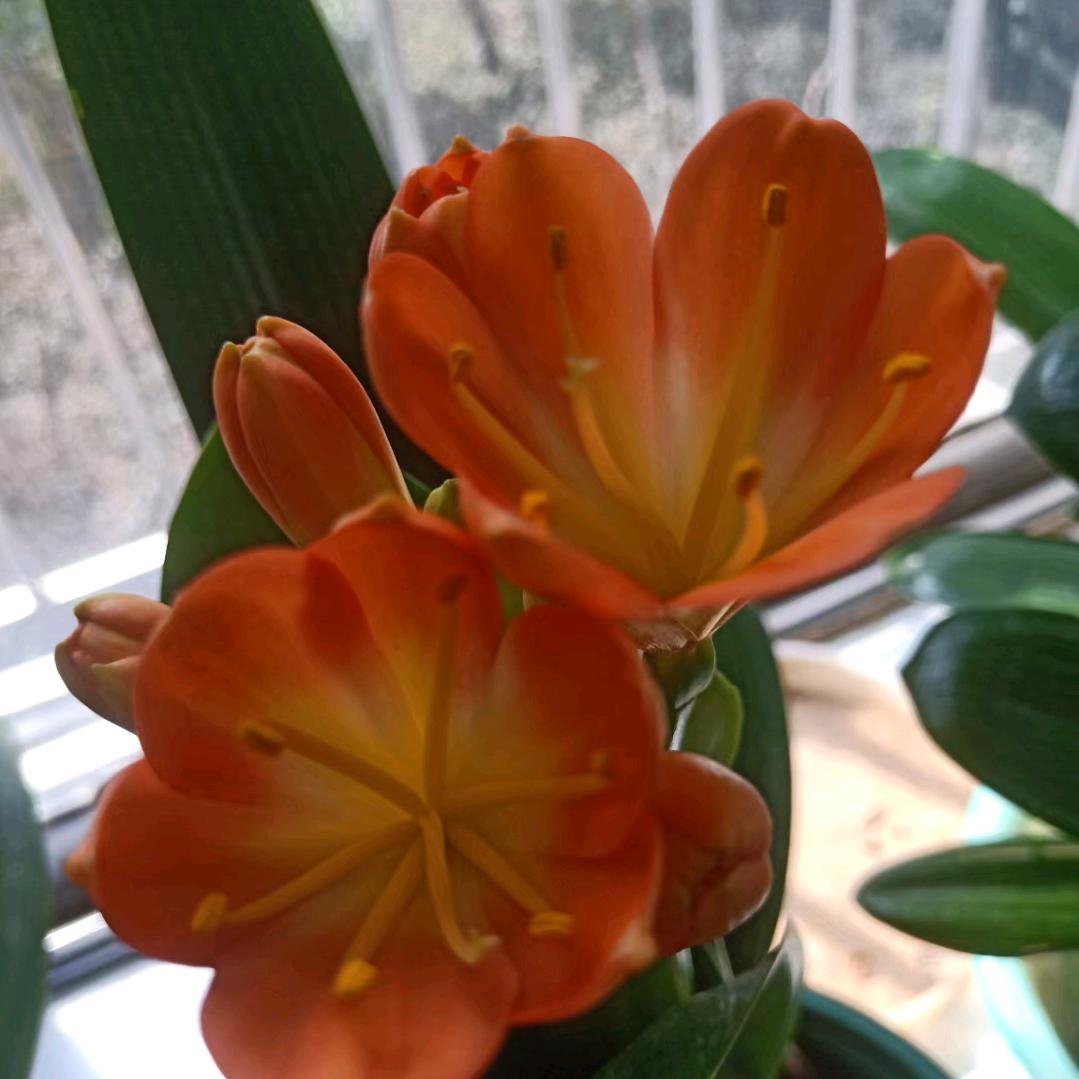 🌸静以修心爱养花🌼